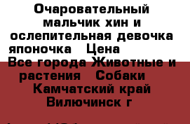 Очаровательный мальчик хин и ослепительная девочка японочка › Цена ­ 16 000 - Все города Животные и растения » Собаки   . Камчатский край,Вилючинск г.